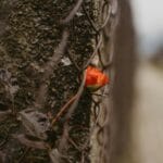 Orange rosebud blooming through a chain-link fence against a concrete wall